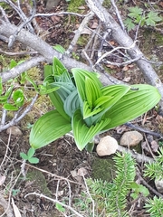 Veratrum viride eschscholtzianum