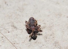 Conotrachelus anaglypticus
