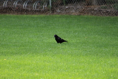 Corvus brachyrhynchos