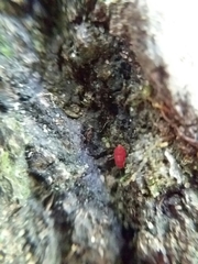 Smarididae
