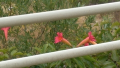 Amphilophium buccinatorium