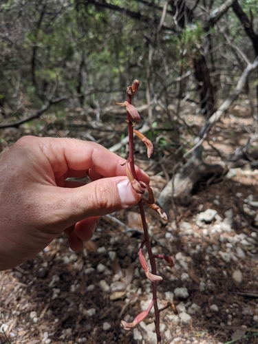 Image of Arizona crested coralroot by (c) Cleveland Powell, some rights reserved (CC BY)