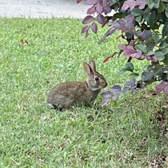 Sylvilagus floridanus