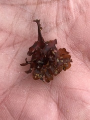 Rhodymeniaceae