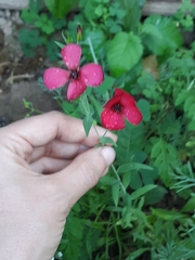 Linum grandiflorum