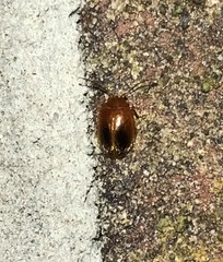 Prionocyphon limbatus