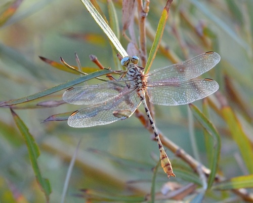 Brimstone Clubtail photo 2