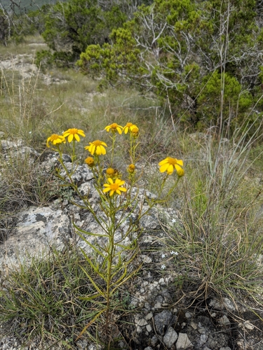 Image of Dysodiopsis tagetoides by (c) Cleveland Powell, some rights reserved (CC BY)