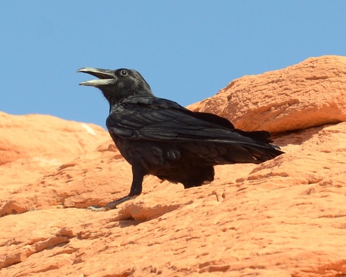 Common Raven photographed in Nevada