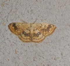 Cyclophora annularia