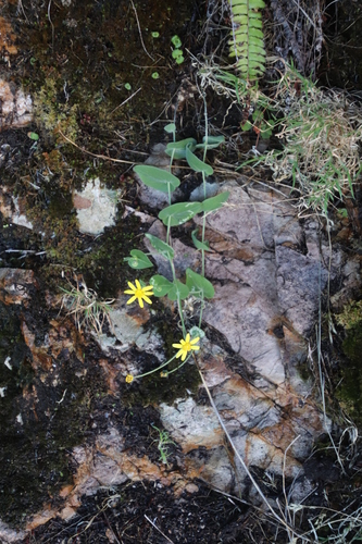 Othonna perfoliata