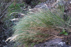 Pentameris curvifolia