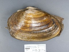 Mya pseudoarenaria