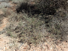 Osteospermum sinuatum