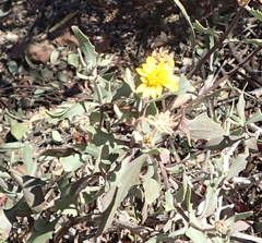 Osteospermum sinuatum