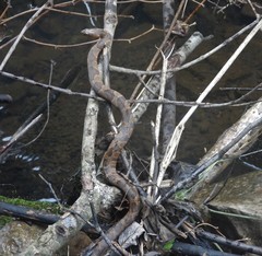 Nerodia sipedon