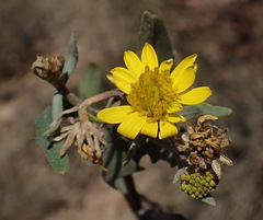 Osteospermum sinuatum