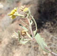 Osteospermum sinuatum