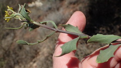 Osteospermum sinuatum