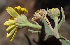 Osteospermum sinuatum