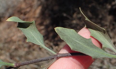 Osteospermum sinuatum