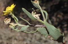 Osteospermum sinuatum