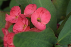Euphorbia milii