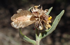 Osteospermum sinuatum