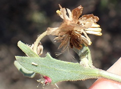 Osteospermum sinuatum