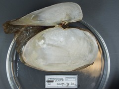 Mya pseudoarenaria