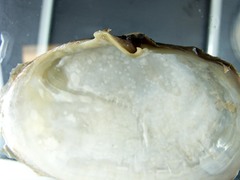 Mya pseudoarenaria
