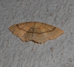 Cyclophora ruficiliaria