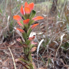Castilleja nervata