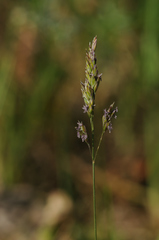 Festuca ovina
