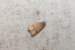 Psilocorsis quercicella