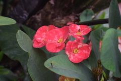 Euphorbia