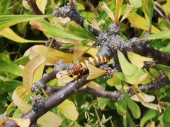 Opomydas townsendi
