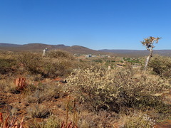 Albizia anthelmintica