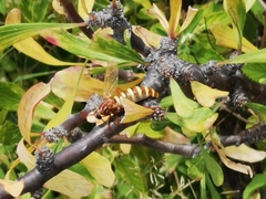 Opomydas townsendi
