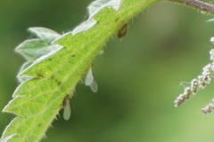 Aphididae