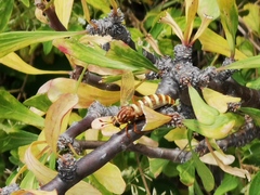 Opomydas townsendi