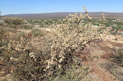 Albizia anthelmintica