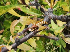 Opomydas townsendi