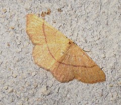 Cyclophora suppunctaria