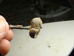 Orthopelma