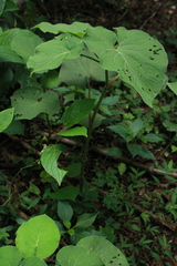 Piper auritum