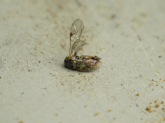 Orthopelma