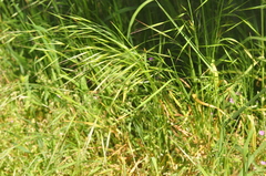 Bromus sterilis