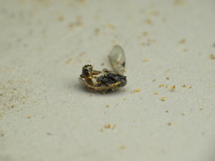 Orthopelma