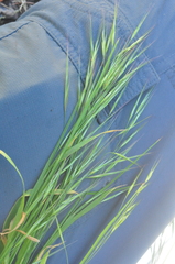 Bromus sterilis